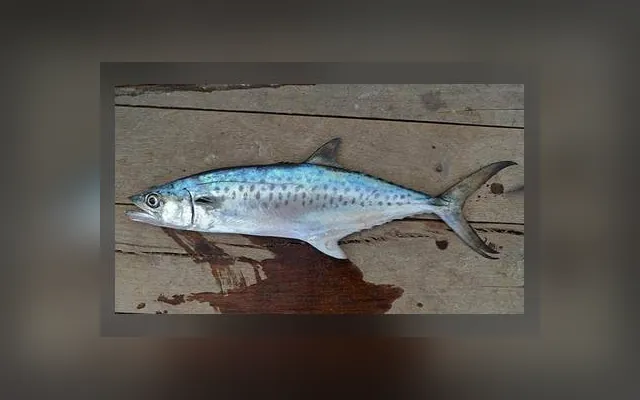 Thazard blanc — Diunne en wolof
