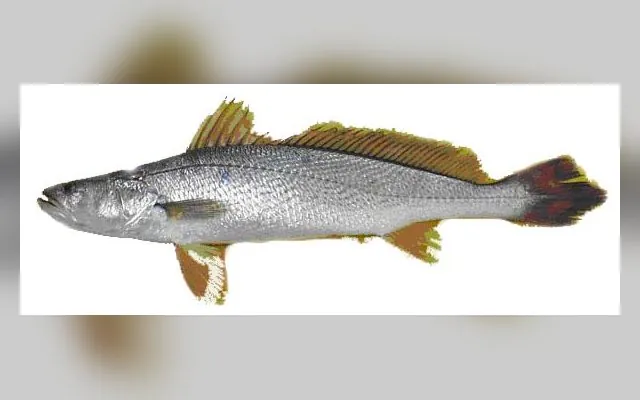Otolithe sénégalais — Fete en wolof