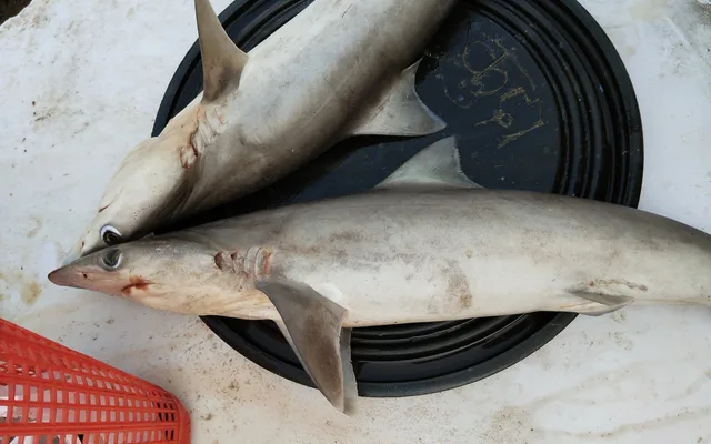 Requin à museau pointu — Gaindé guéth en wolof