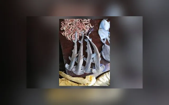 Requin marteau halicorne — Gainde mbagg en wolof