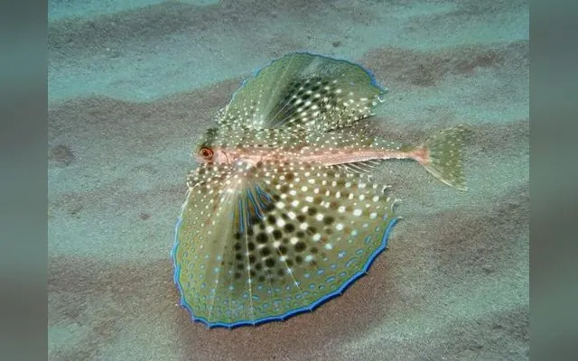 Poule de mer — Guinarou gueth en wolof