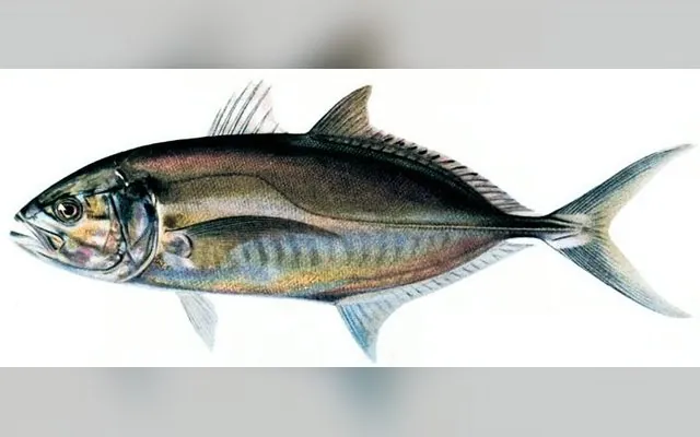 Carangue coubali — Kafang en wolof