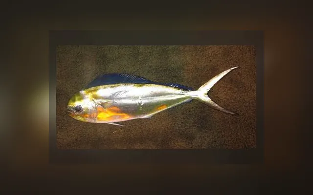Coryphene dauphine — Kakataru gueth en wolof