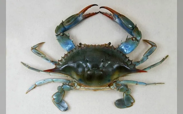Crabe bleu — Kotti en wolof