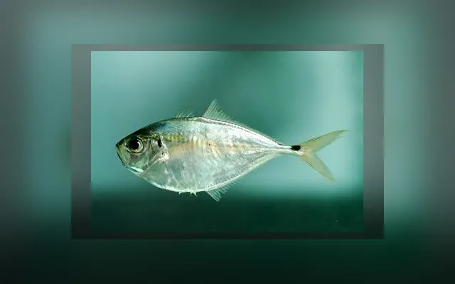 Spater, Plat plat — Lagna lagna en wolof
