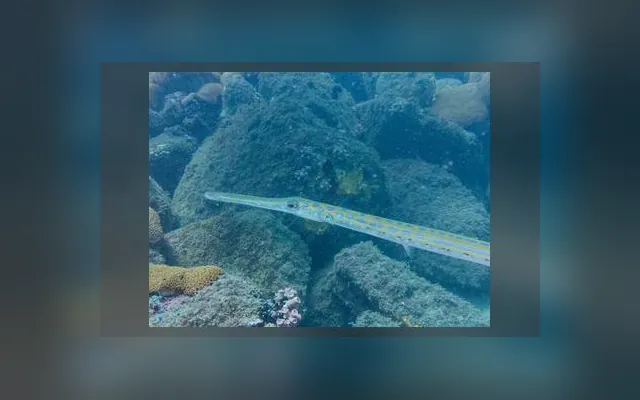 Poisson trompette — Mbumban bu gnoul en wolof