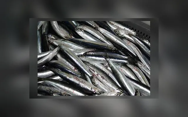 Anchois commun — Nukum en wolof