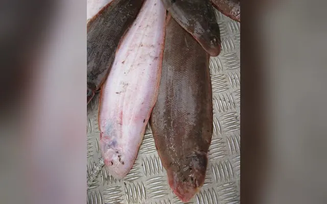 Sole langue — Palpale en wolof