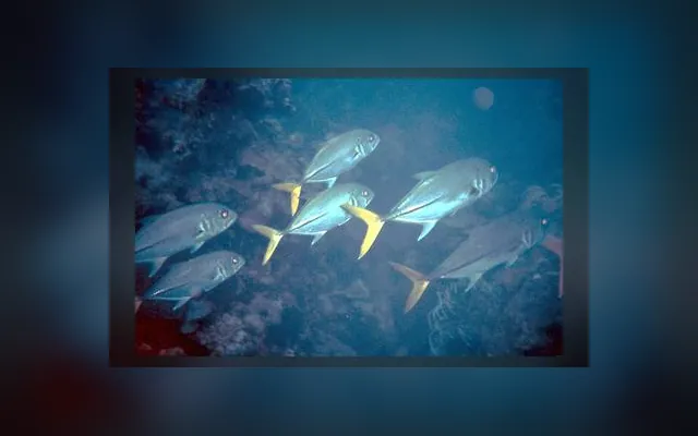 Carangue crevalle — Saka en wolof
