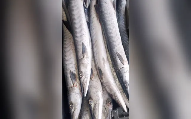 Brochet, Barrakuda — Sedde en wolof