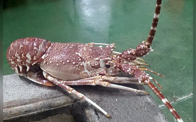 Langouste rose — Summ en wolof