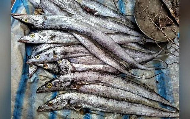 Poisson sable commun — Tallar en wolof
