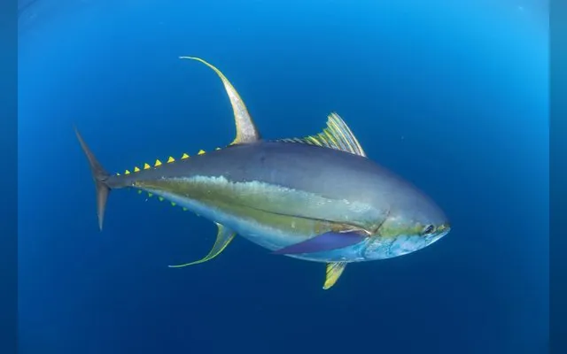 Albacore — Wakhandor en wolof
