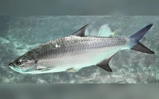 Tarpon argenté — Walidor en wolof