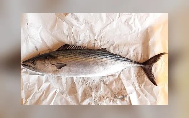 Bonite à dos rayé — Wan en wolof
