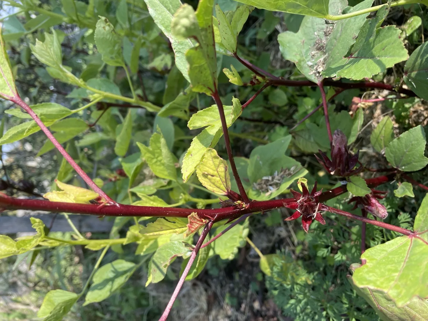 Calice rouge en etoile du bissap sur la tige — la fleur charnue qu'on recolte