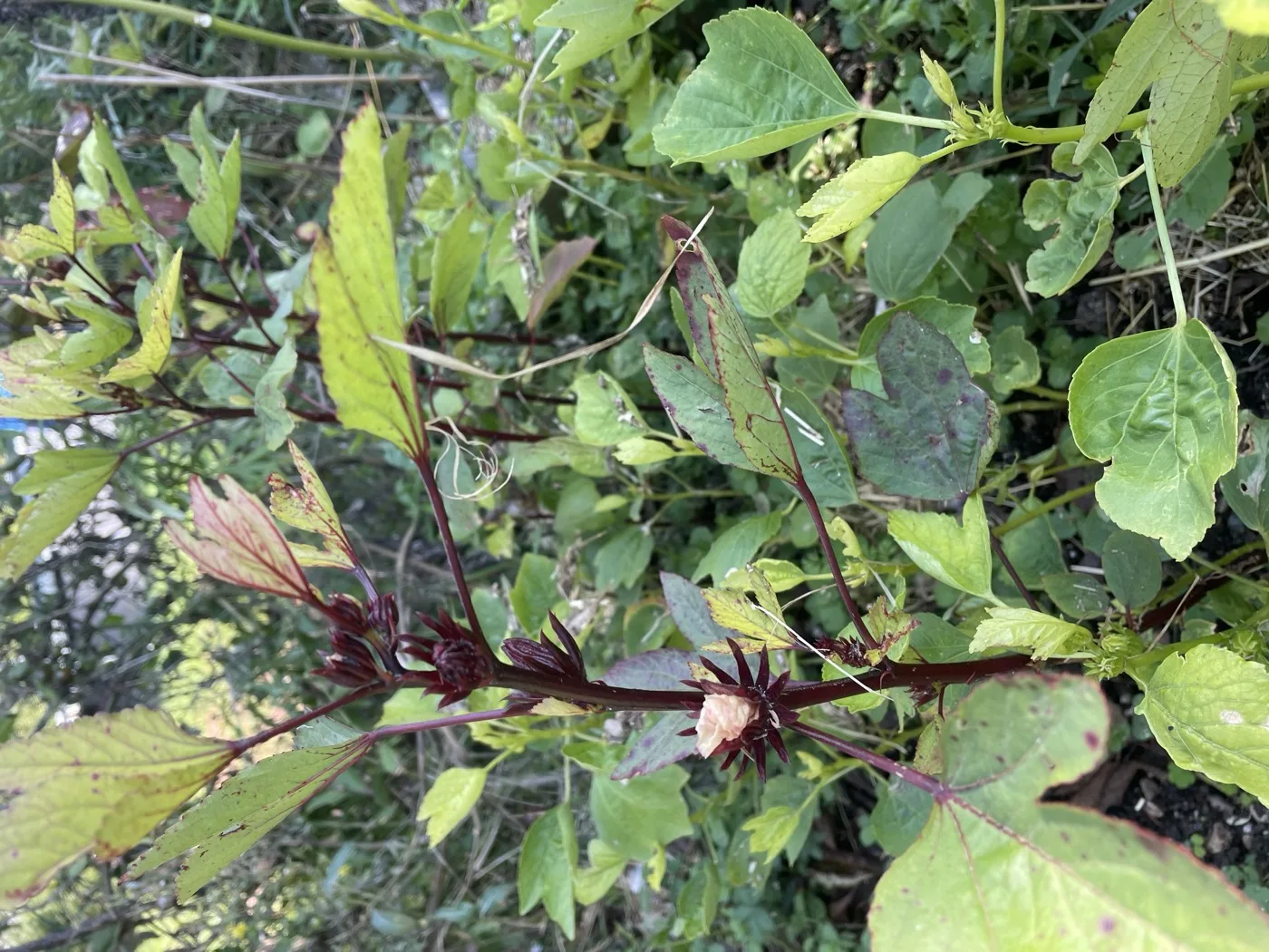 Feuilles vertes lobees du bissap sur la plante — ce sont elles qui donnent le beugeuc