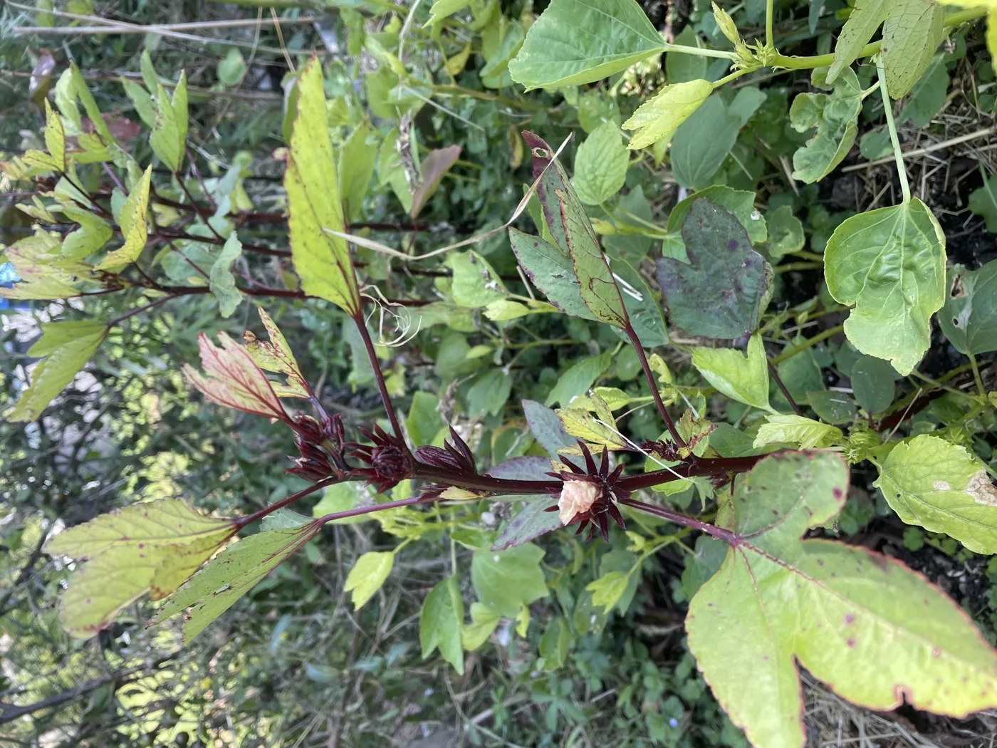 Plante de bissap (Hibiscus sabdariffa) vivante : tiges pourpres, feuilles vertes lobees et calices rouges
