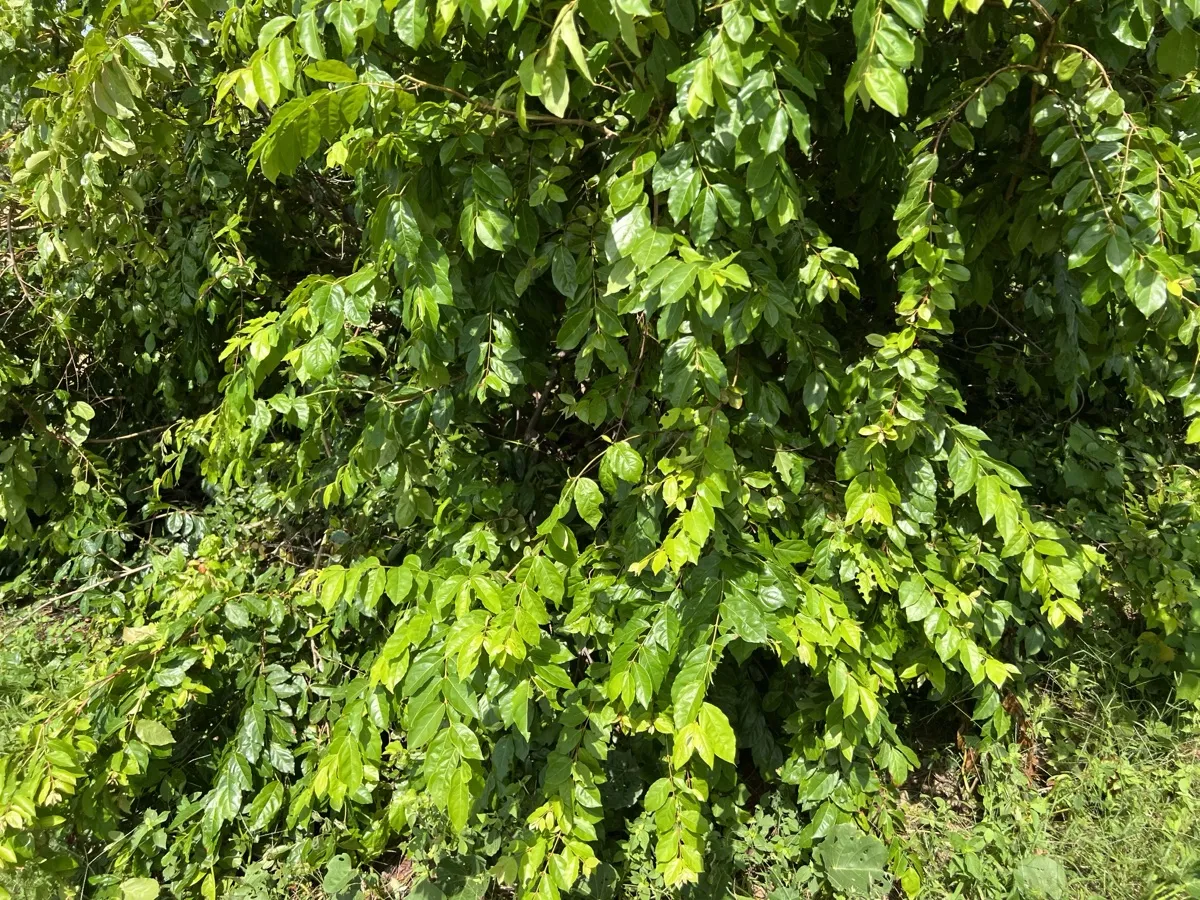 Arbuste de kinkeliba (Combretum micranthum) au feuillage vert dense