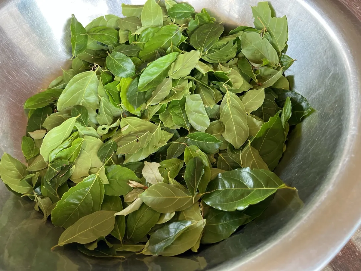 Feuilles de kinkeliba fraîchement cueillies dans une bassine, avant séchage au soleil