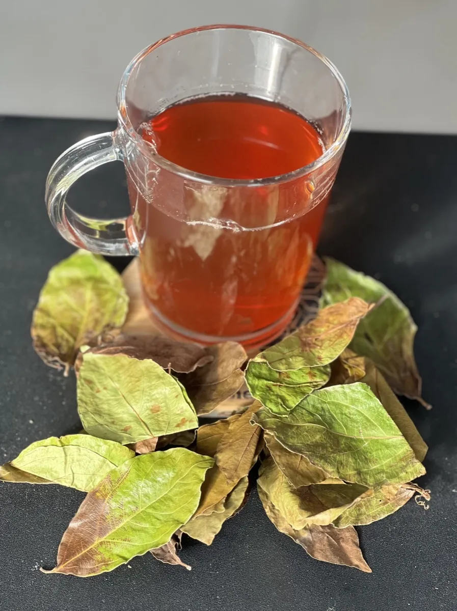 Tasse de tisane de kinkeliba ambrée avec feuilles séchées de Combretum micranthum