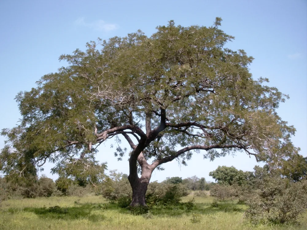 Grand arbre à néré (Parkia biglobosa) isolé dans la savane