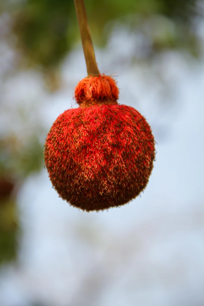 Fleur du néré : un pompon rouge suspendu à une longue tige