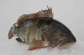 Poisson frais du Sénégal