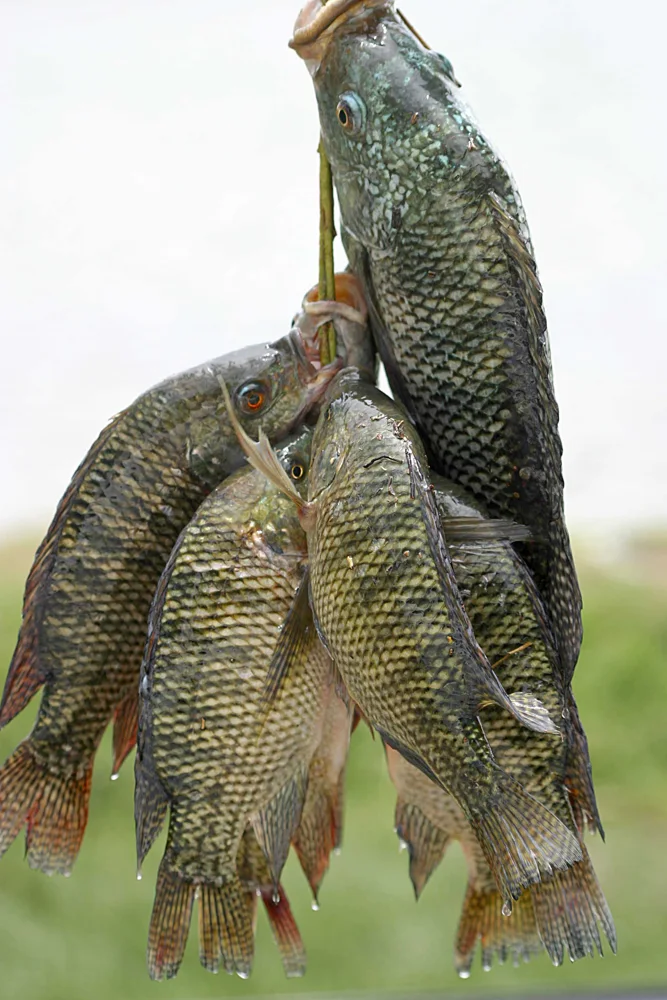 Tilapia gris, la forme d'origine de l'espèce