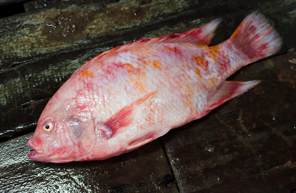 Tilapia rouge