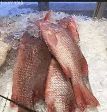 Tilapia Rouge — Tilapia — Louma by Seggfaye